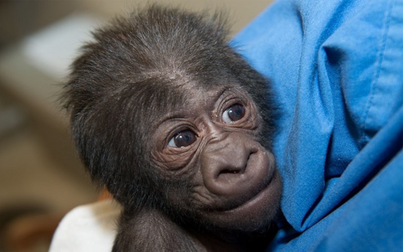 فيديو رائع لولادة قيصرية متعثرة والأم غوريلا